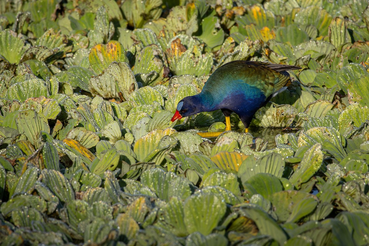 Purple Gallinule - ML646800724