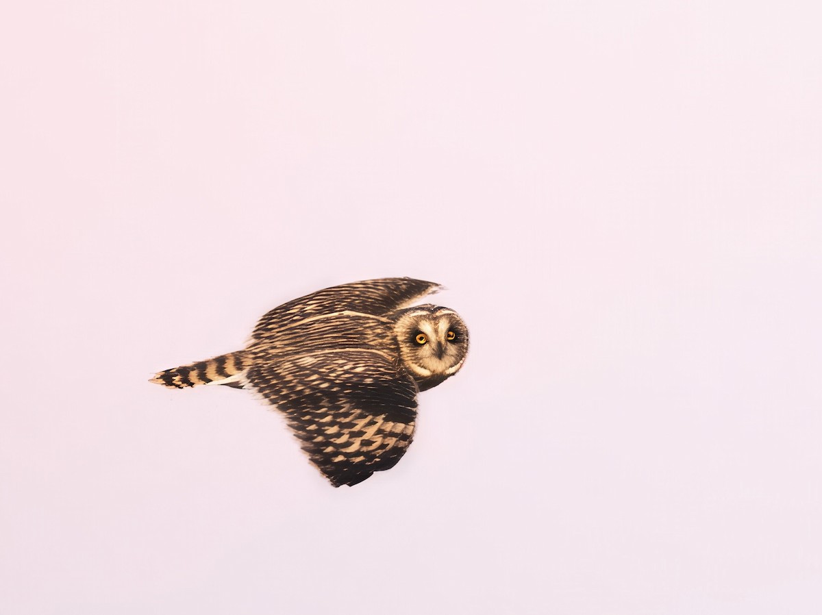Short-eared Owl - ML646800728
