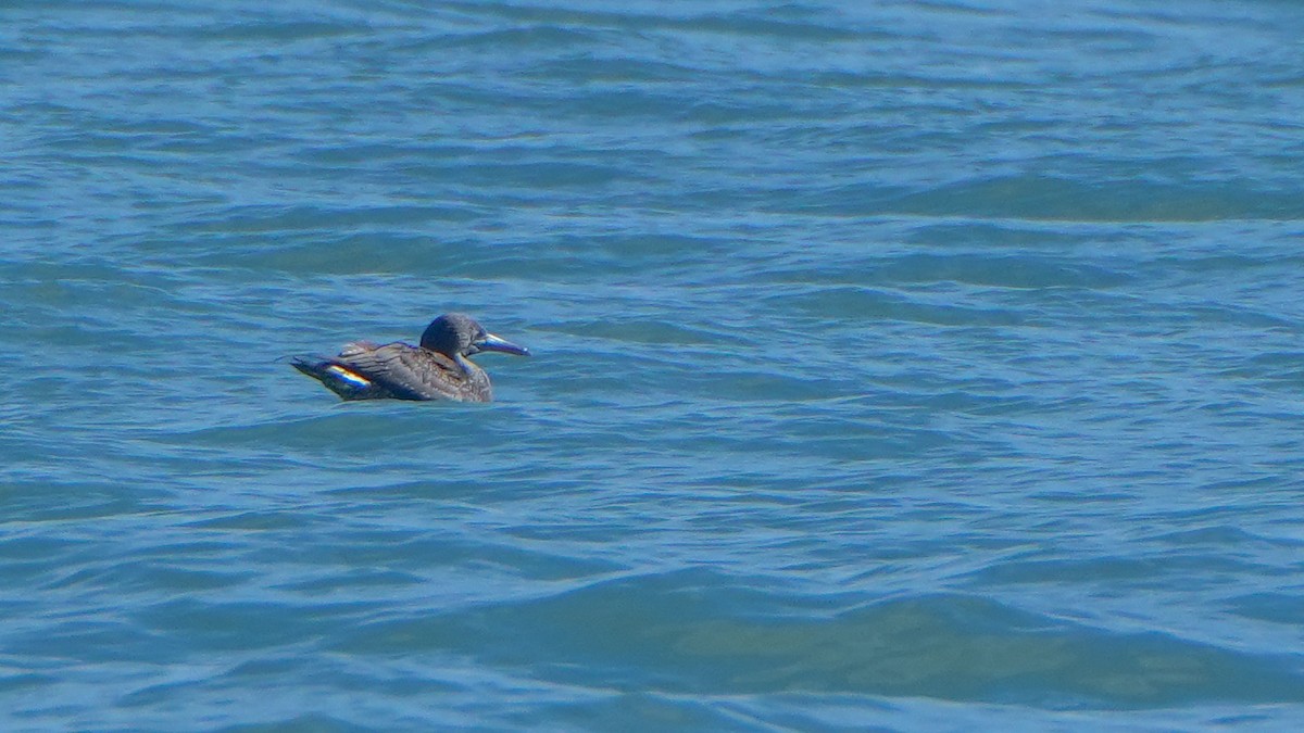 Northern Gannet - ML646800730