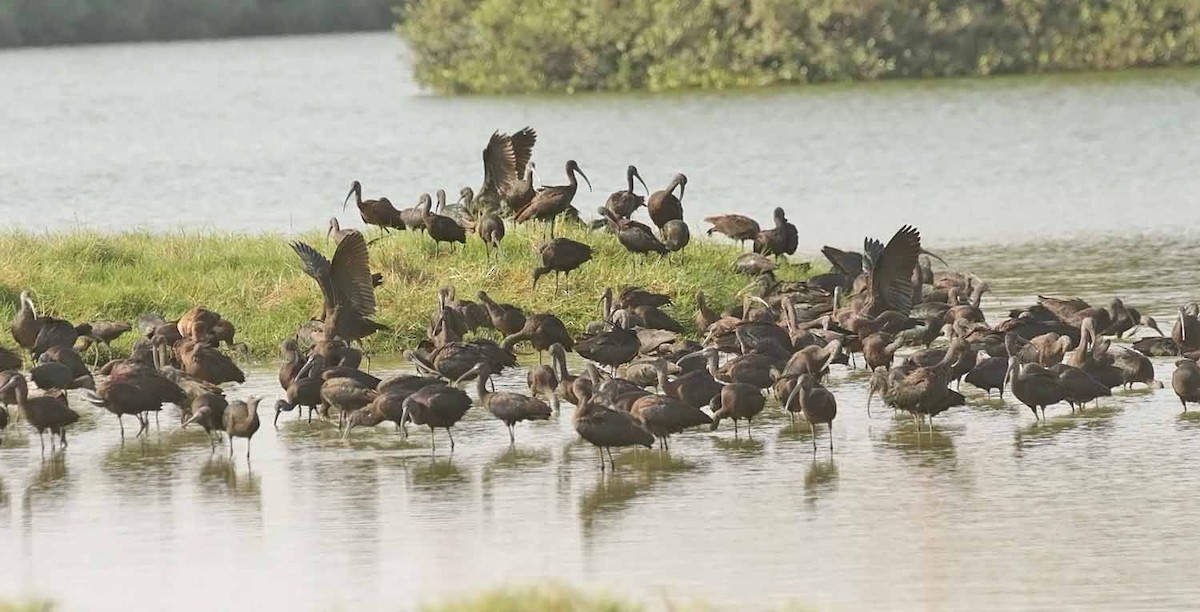 Каравайка - ML646800738