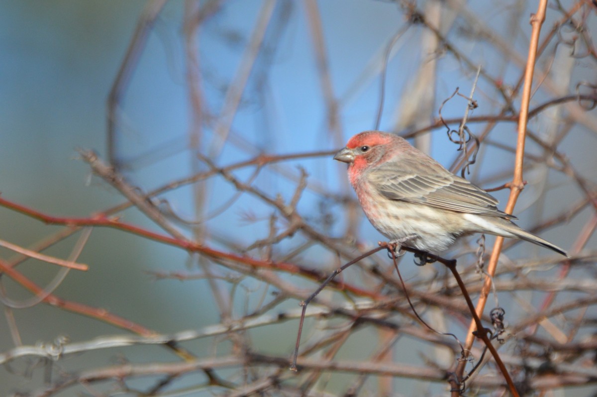 House Finch - ML646800739