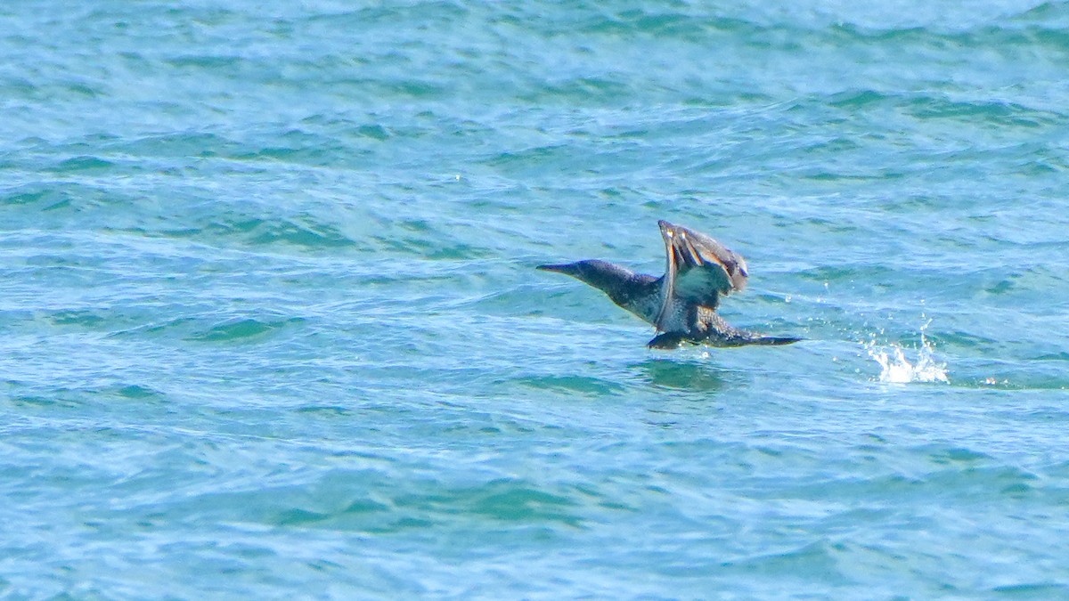 Northern Gannet - ML646800740