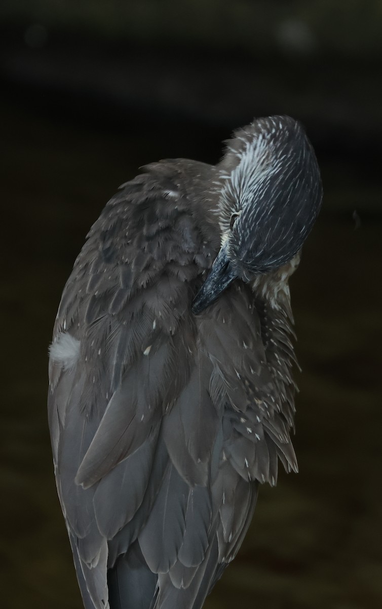 gulkronehegre - ML646800741