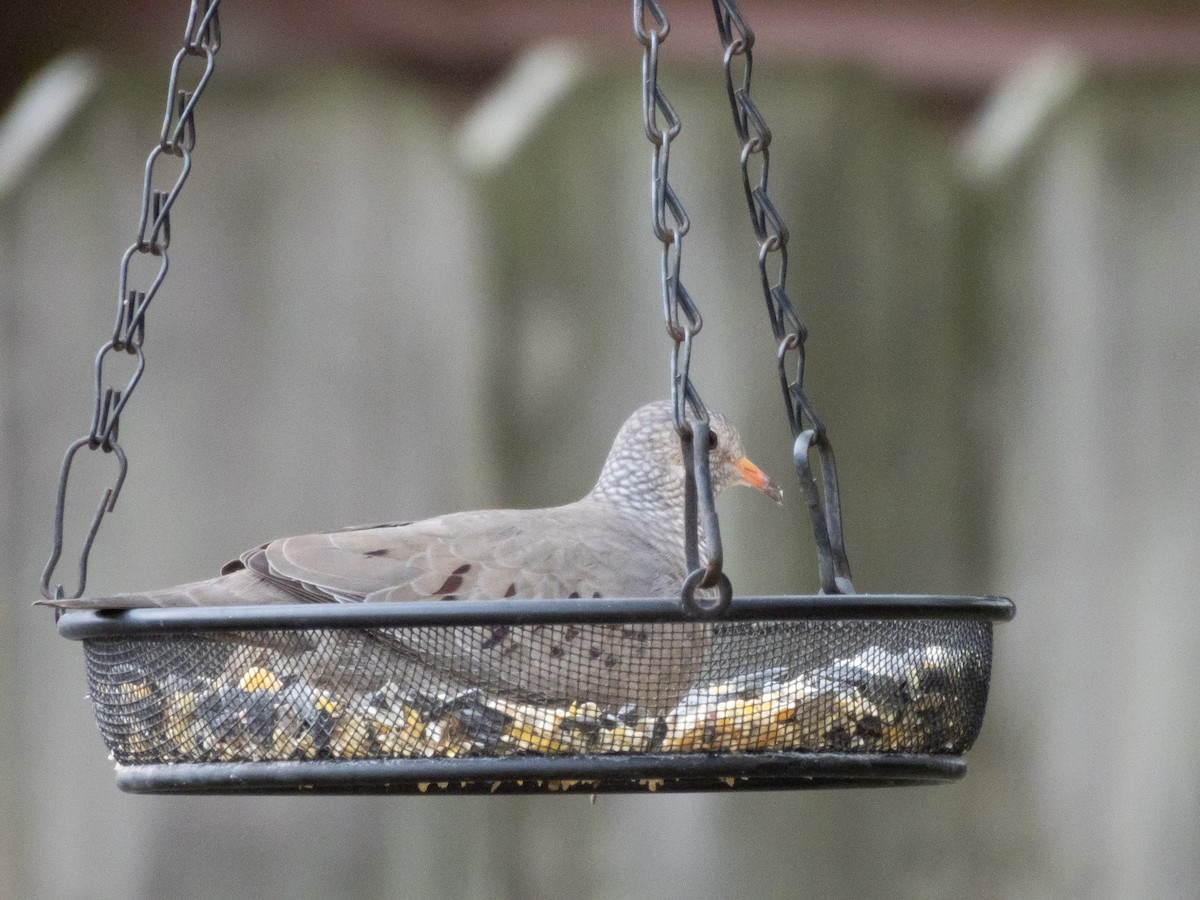 Common Ground Dove - ML646800742