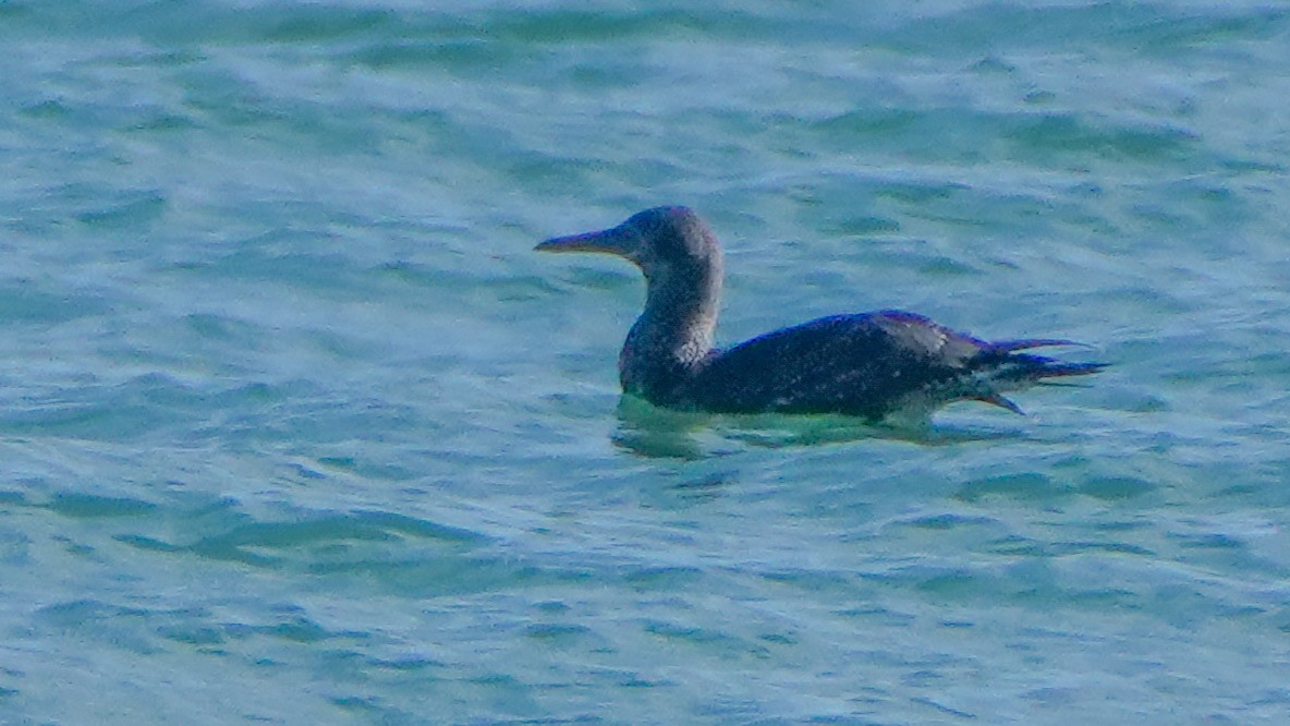 Northern Gannet - ML646800743