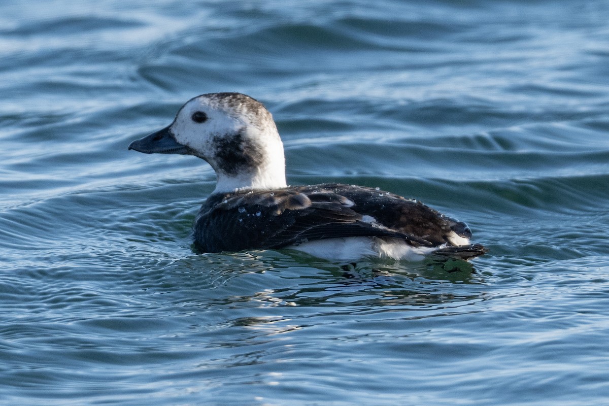 Мөнгөлөг шунгаахай - ML646800744