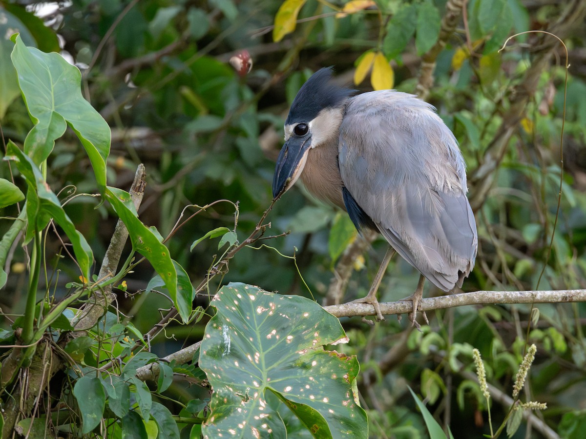 Yassı Gagalı Balıkçıl - ML646800747