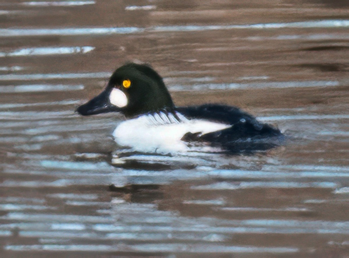 Common Goldeneye - ML646800752