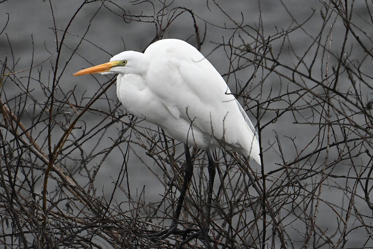 ダイサギ - ML646800753