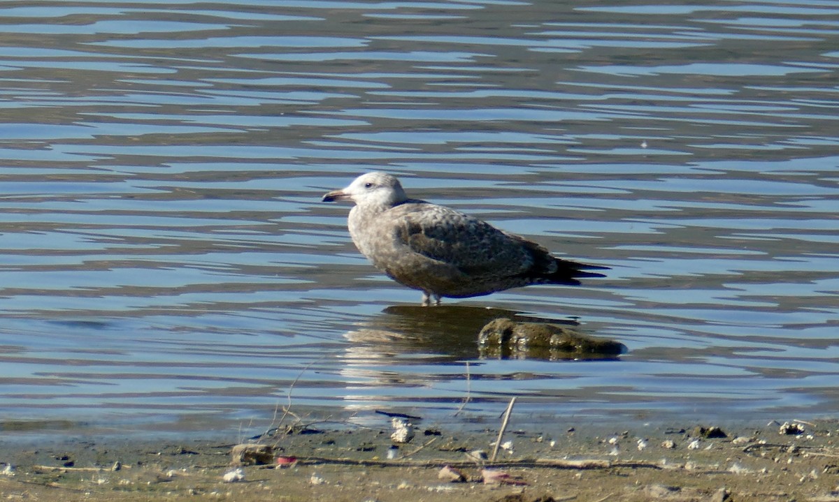 American Herring Gull - ML646800754