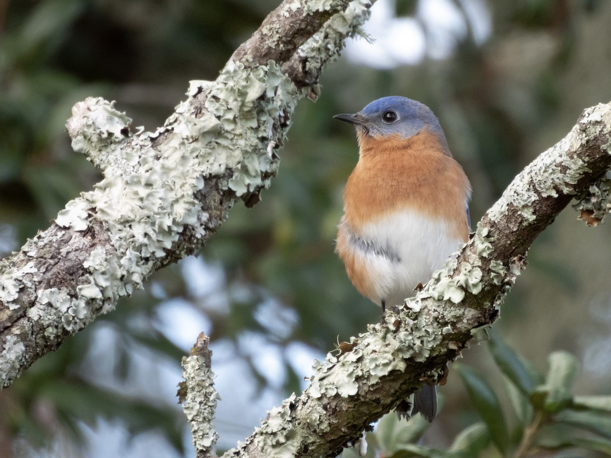 Azulejo Oriental - ML646800756