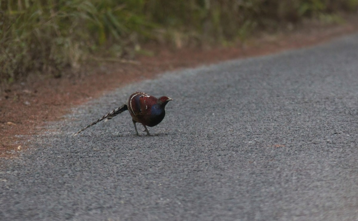 Faisan de Hume - ML646800757