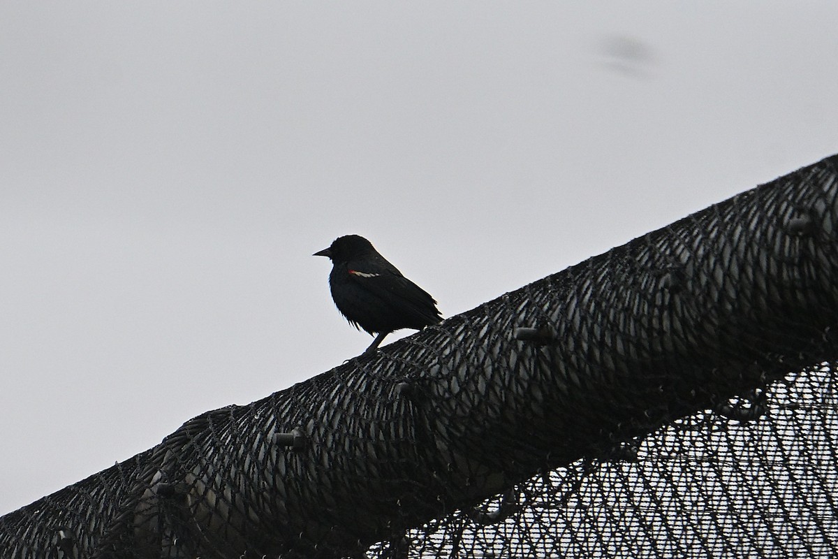 サンショクハゴロモガラス - ML646800761