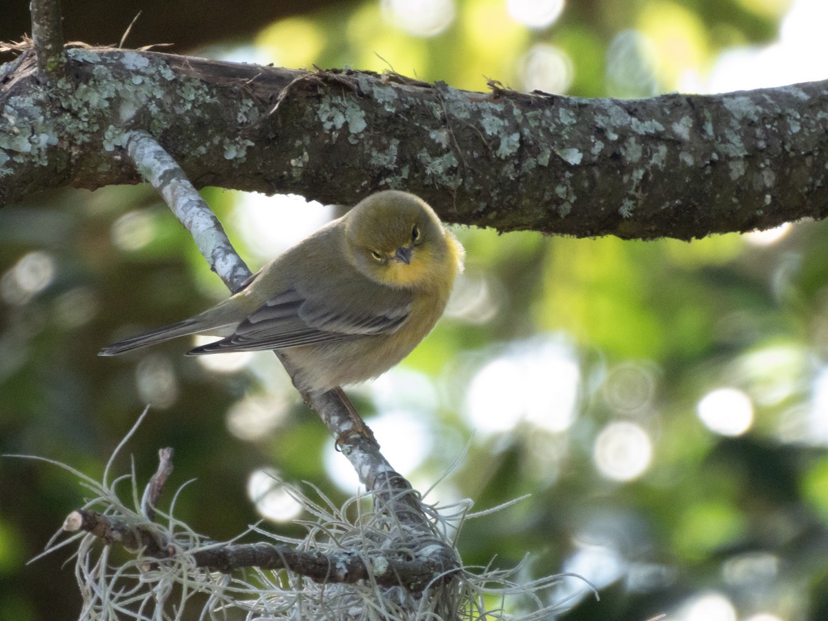 Pine Warbler - ML646800765