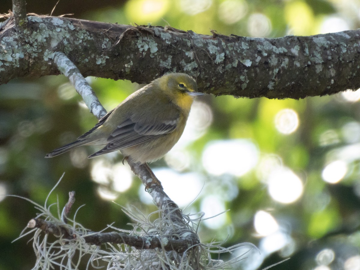 Pine Warbler - ML646800766