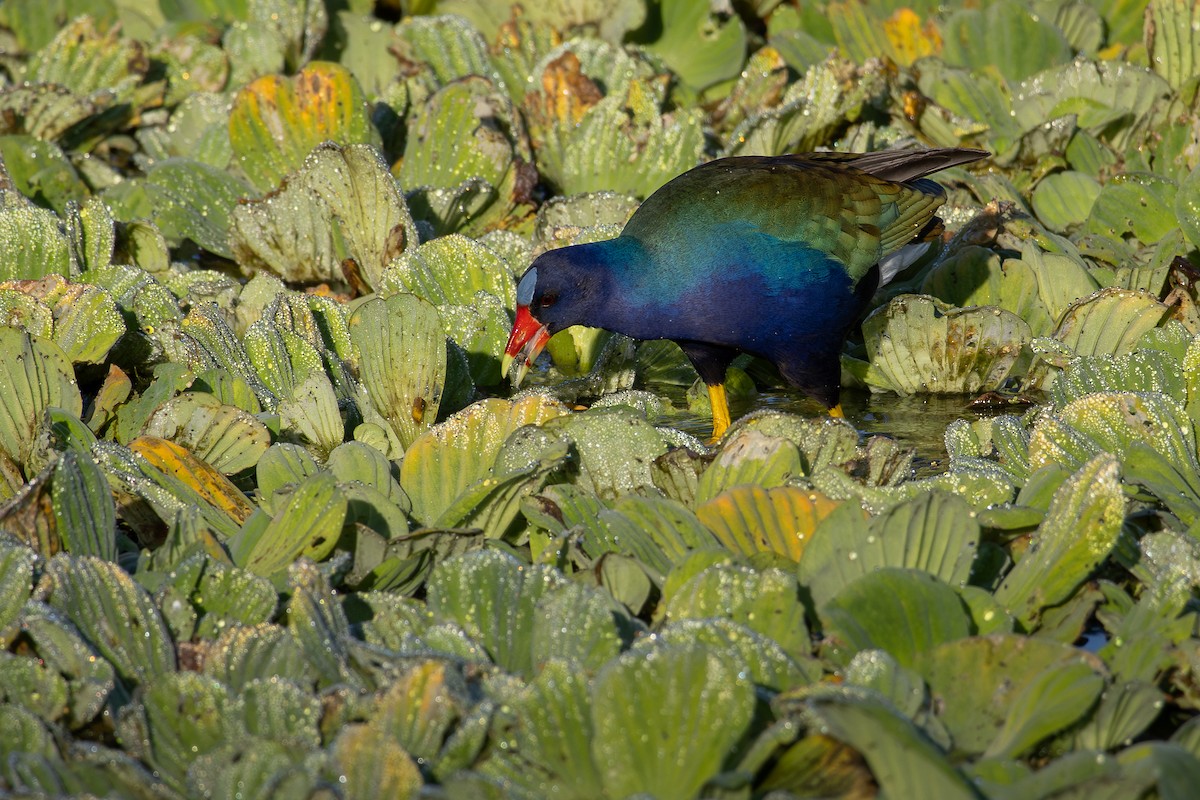 Purple Gallinule - ML646800767