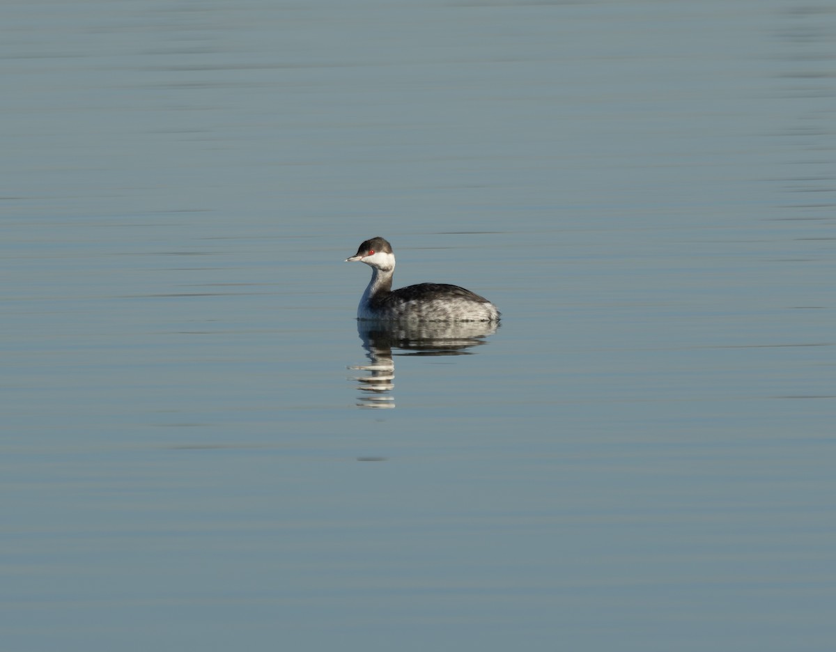 Красношейная поганка - ML646800775