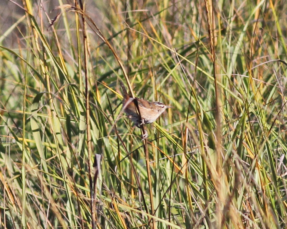 střízlík bažinný - ML646800777