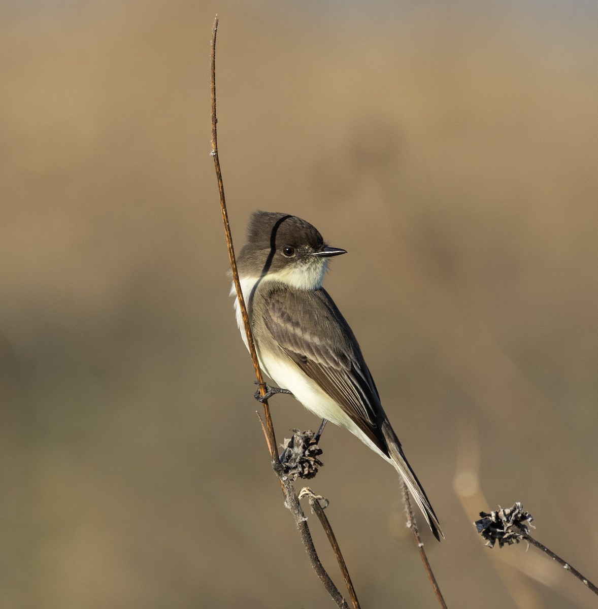 Eastern Phoebe - ML646800779