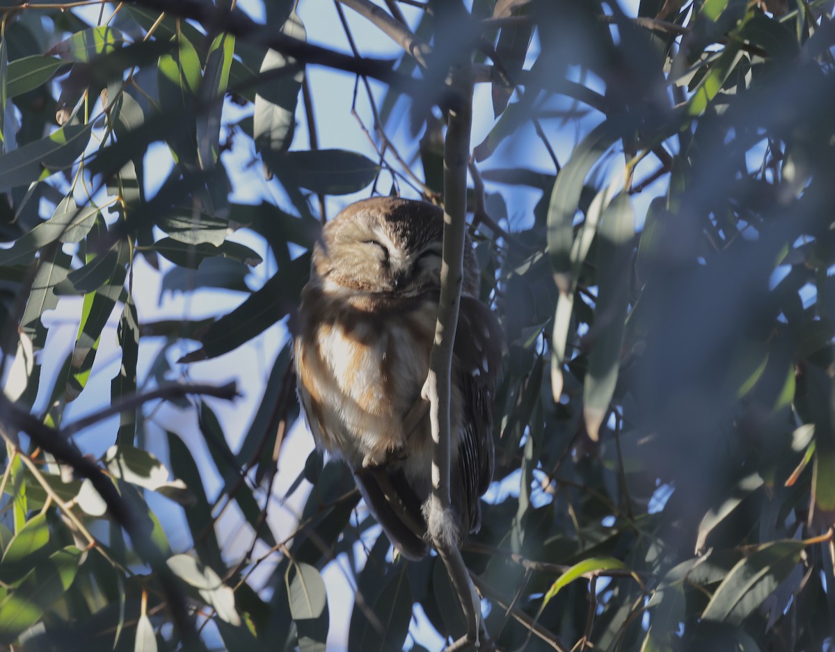 Northern Saw-whet Owl - ML646800780