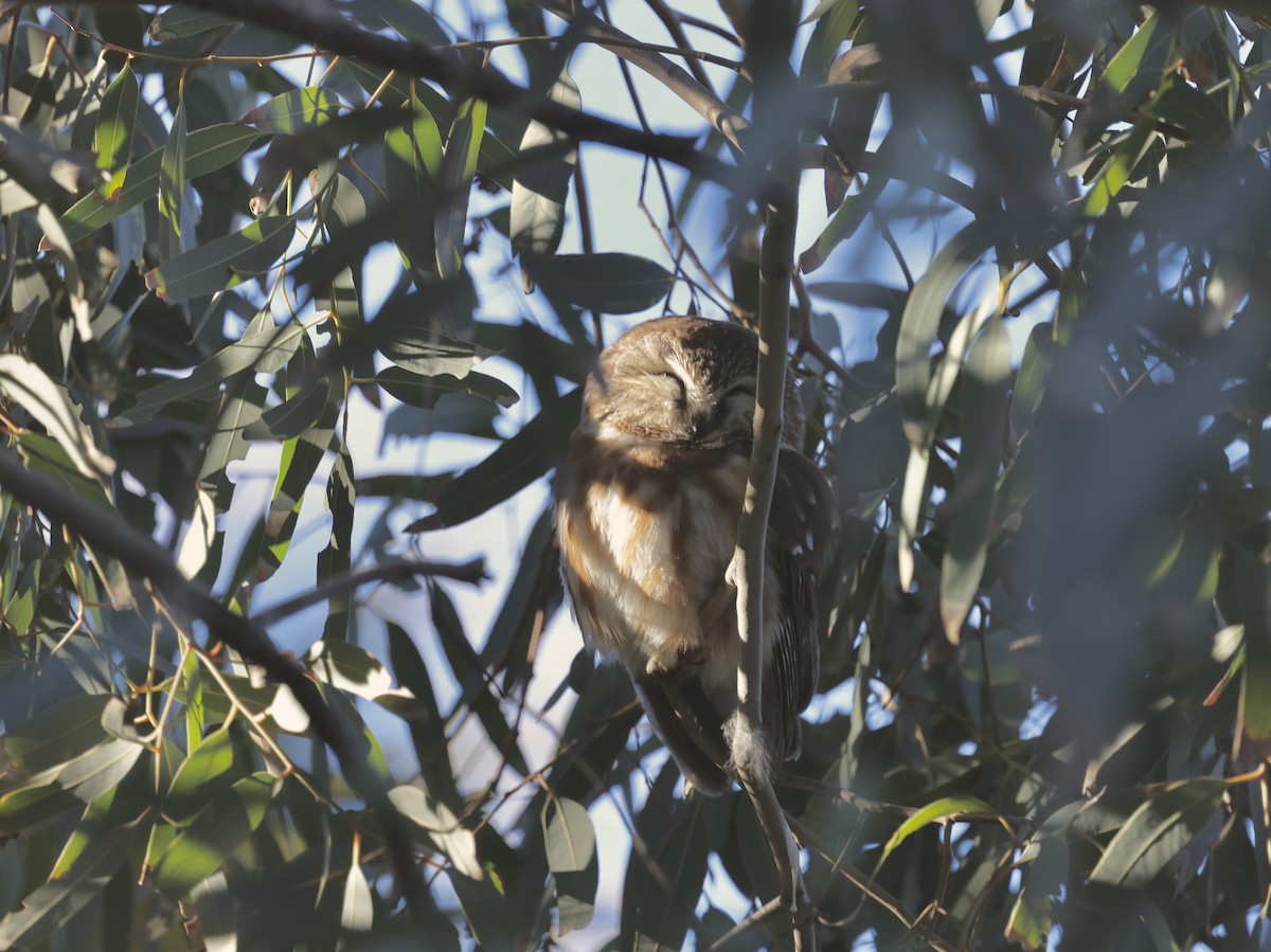 Northern Saw-whet Owl - ML646800781