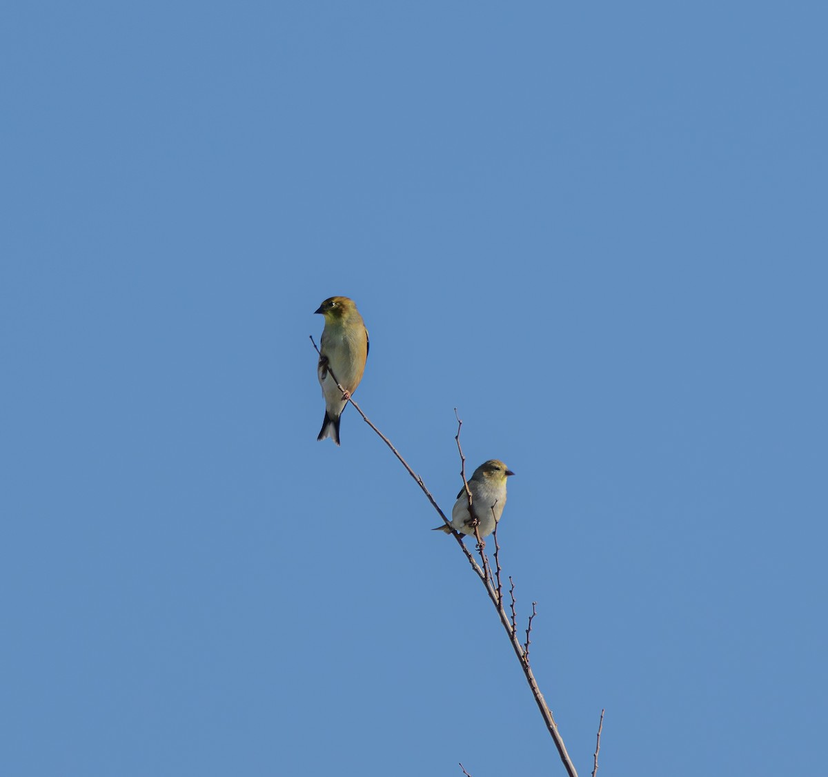 American Goldfinch - ML646800786
