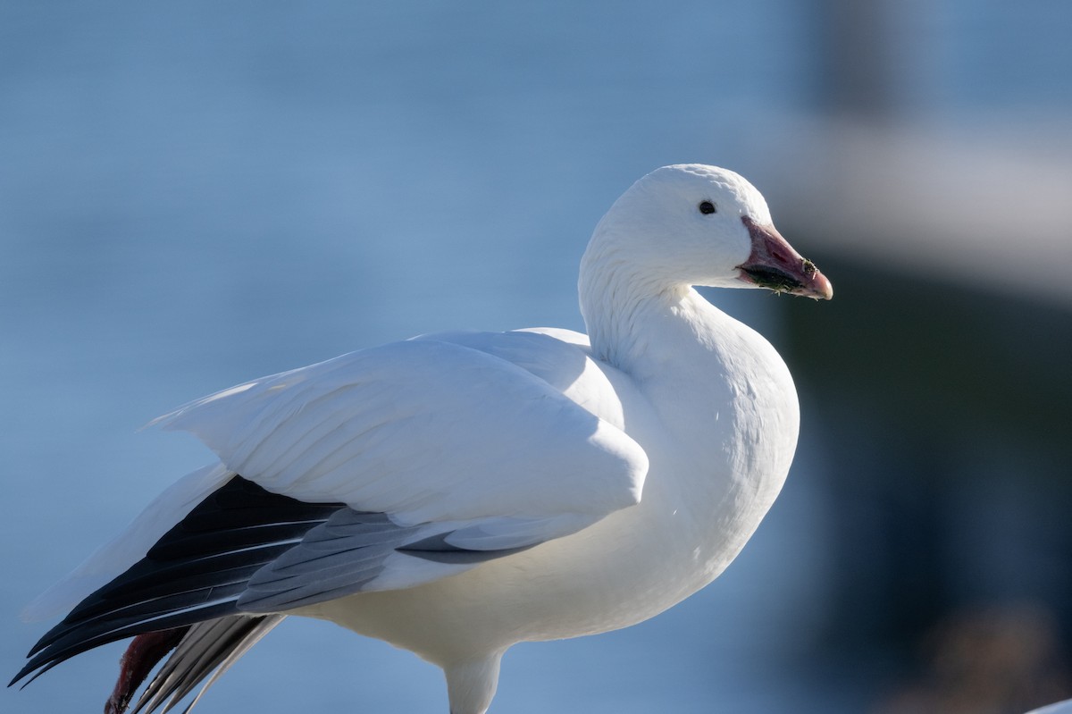 Цасны галуу - ML646800787