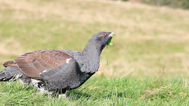 Urogallo Común - ML646800791