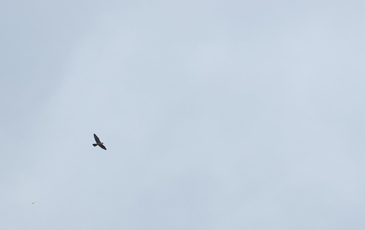 vandrefalk - ML646800792