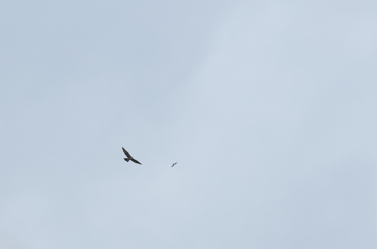 vandrefalk - ML646800793