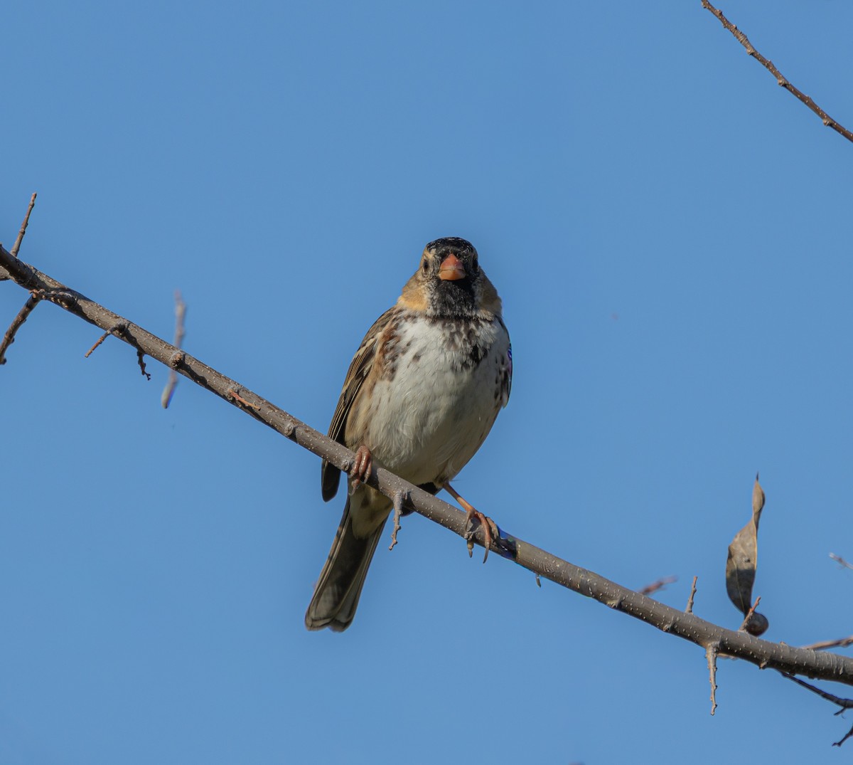 Harris's Sparrow - ML646800794