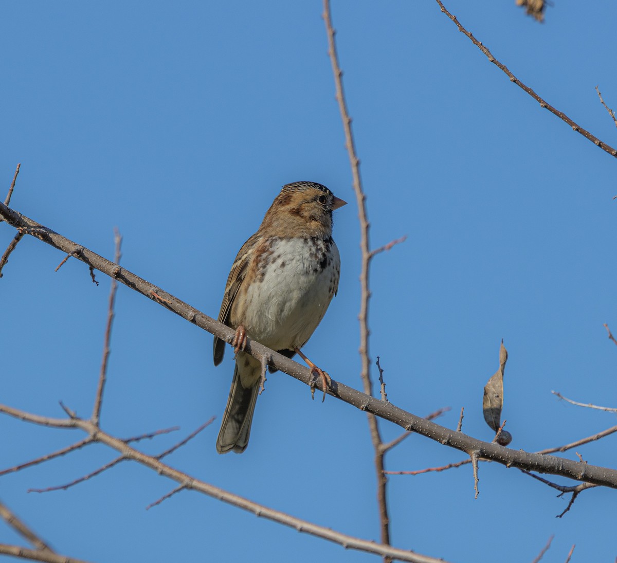 Harris's Sparrow - ML646800795