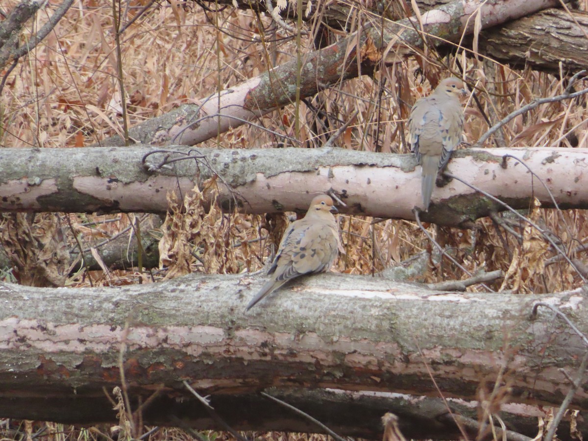 Zenaida Huilota - ML646800797