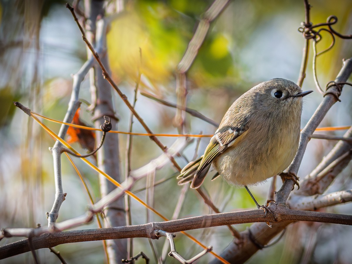 Ruby-crowned Kinglet - ML646800798