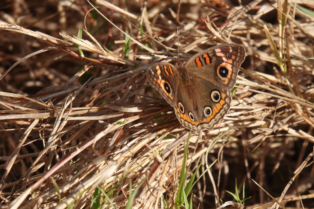 Common Buckeye - ML646800799