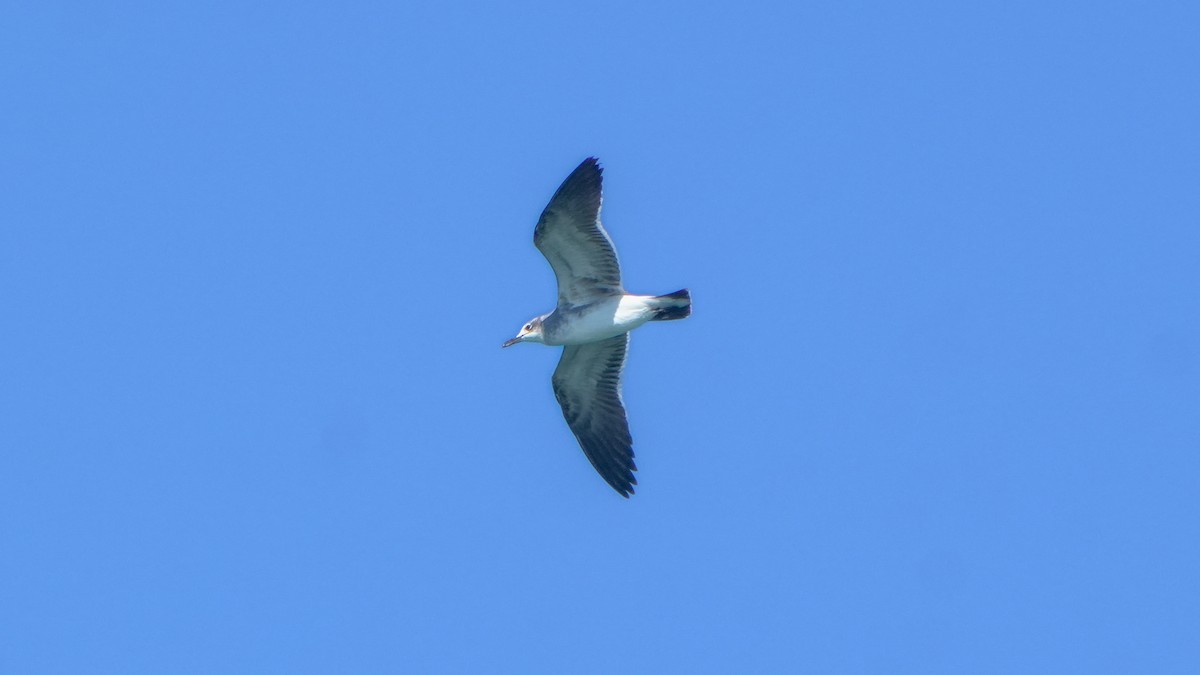 Laughing Gull - ML646800800