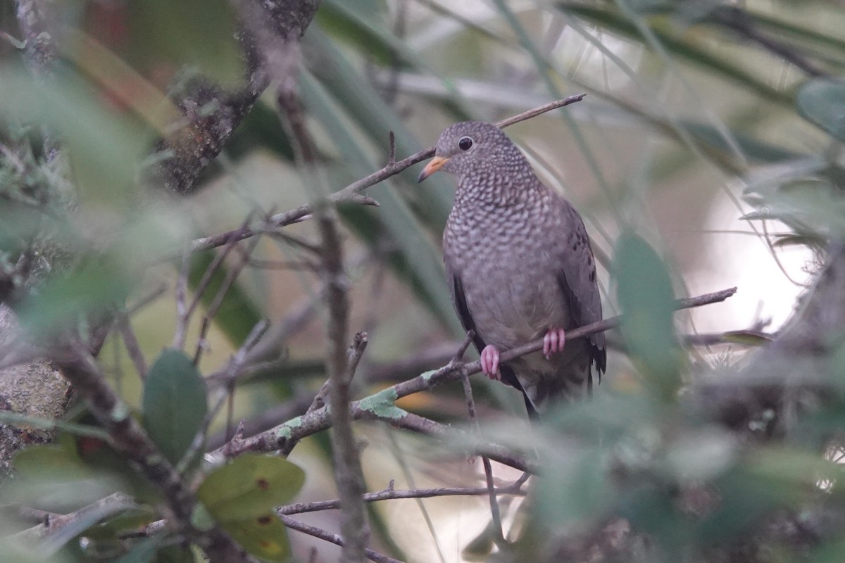 Common Ground Dove - ML646800802
