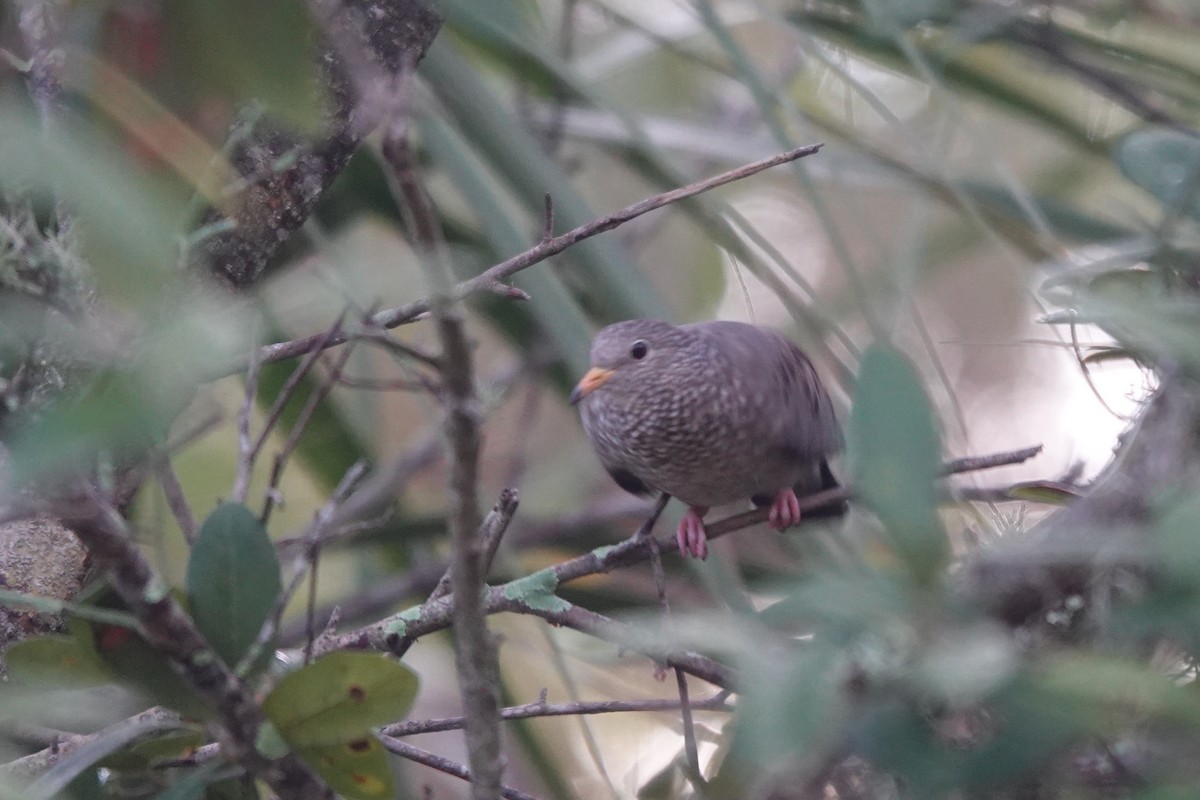 Common Ground Dove - ML646800803