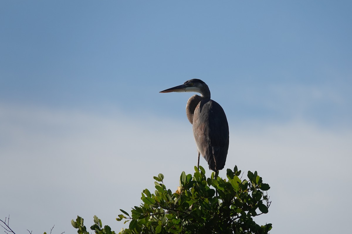 אנפה אמריקנית - ML646800805