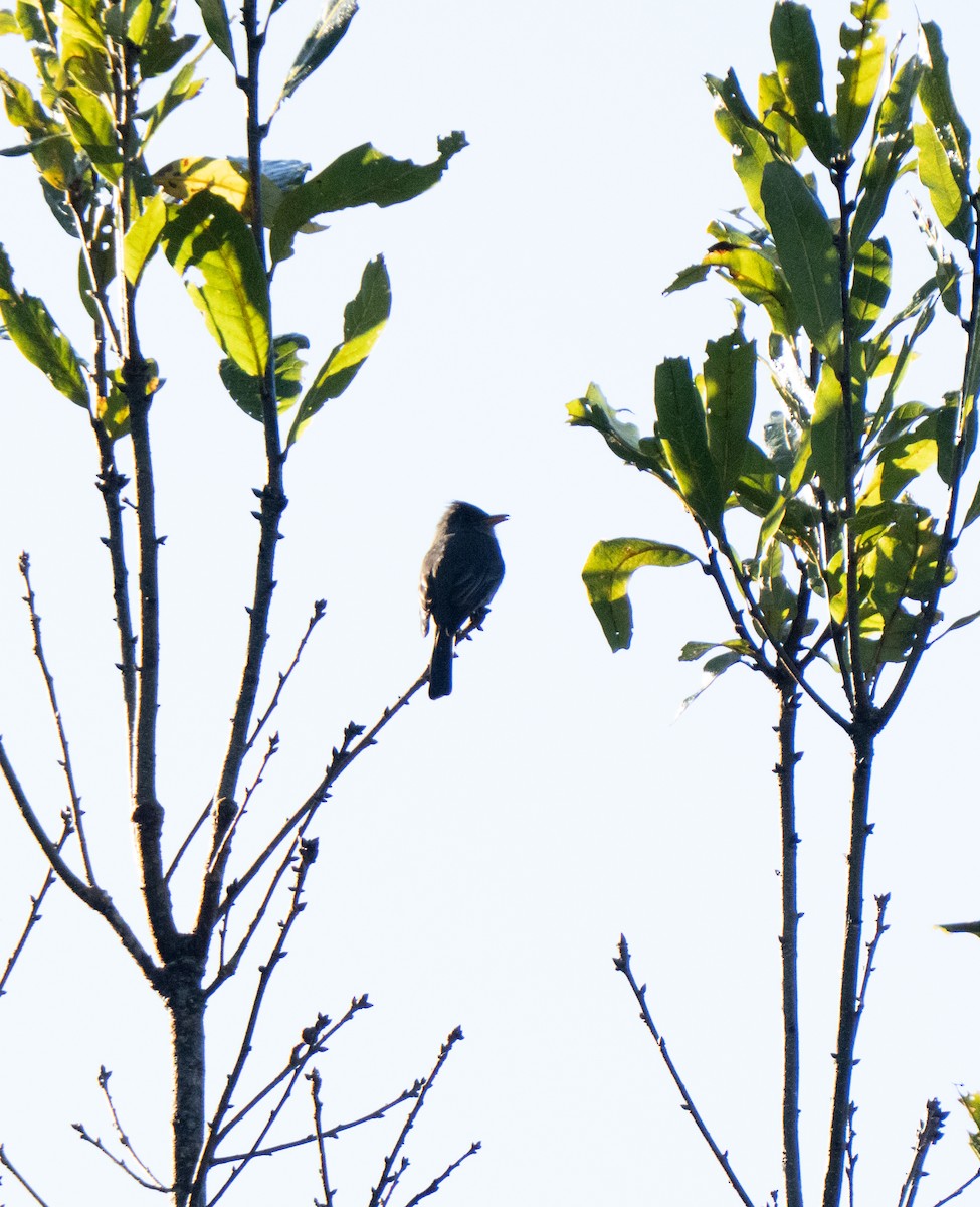Dark Pewee - ML646800807