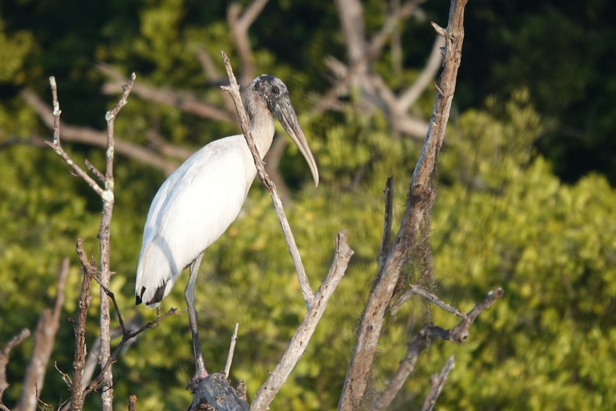 Wood Stork - ML646800809