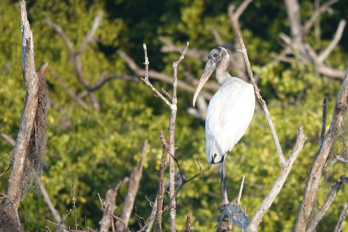 Wood Stork - ML646800810