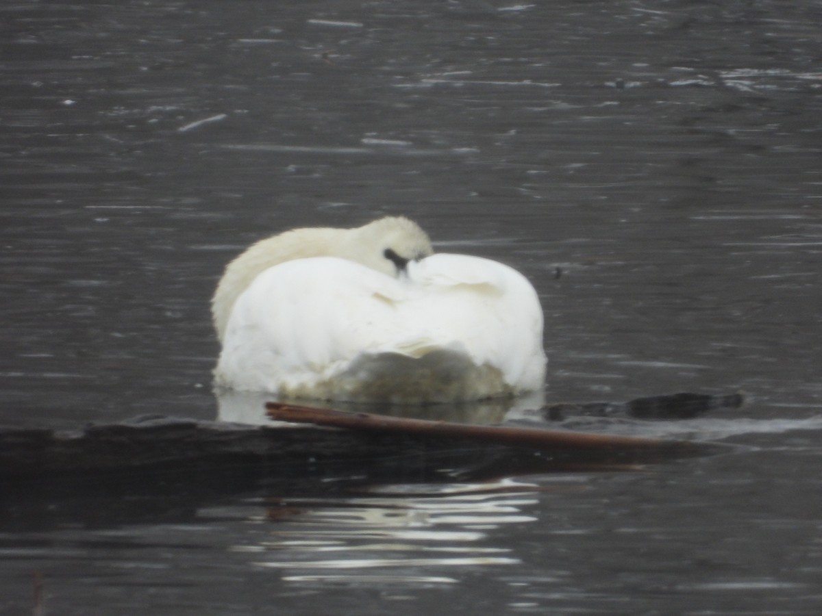 Trompeterschwan - ML646800814