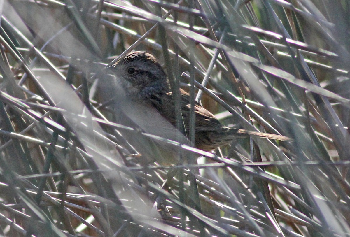 Swamp Sparrow - ML646800818