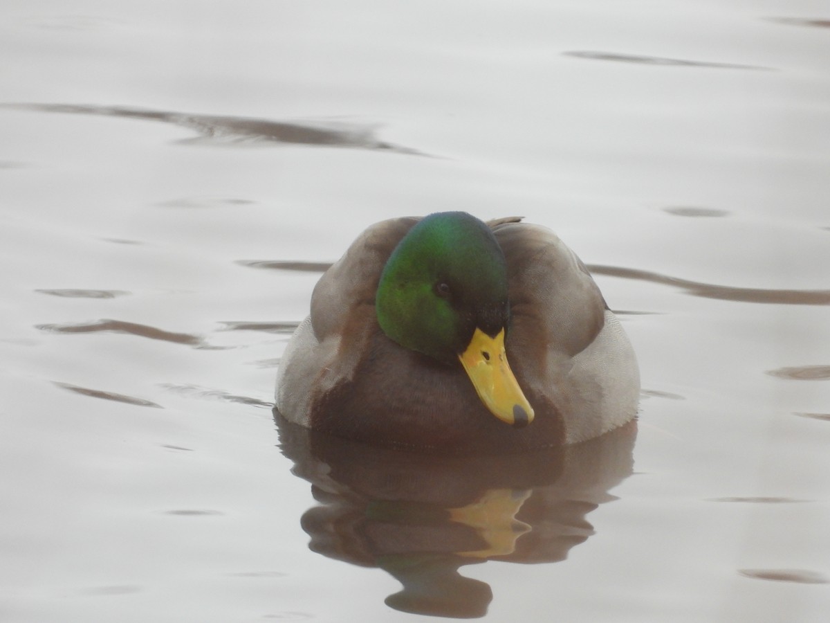 Stockente - ML646800819