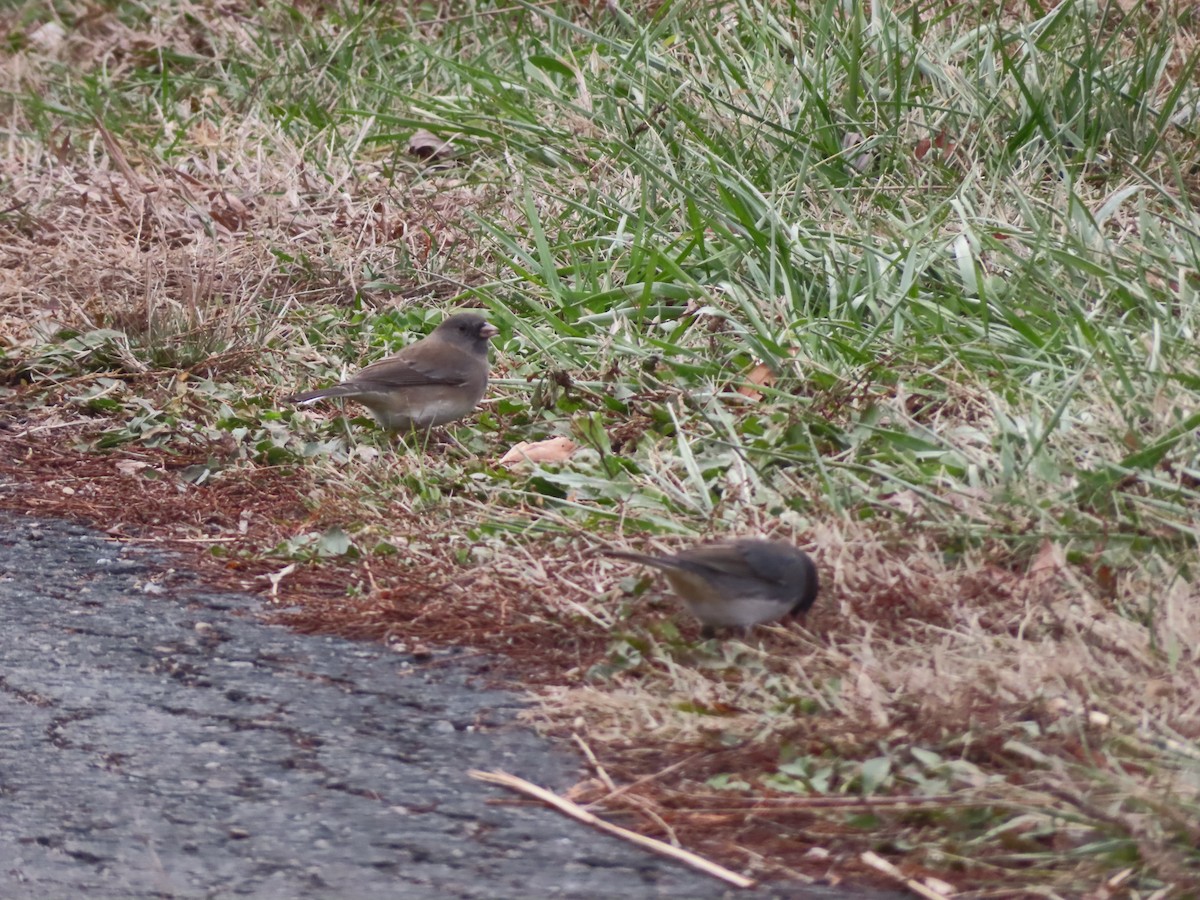 Junco Ojioscuro - ML646800820