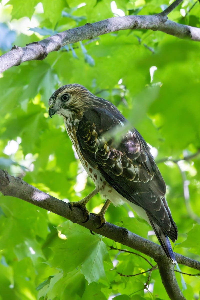 Broad-winged Hawk - ML646800821
