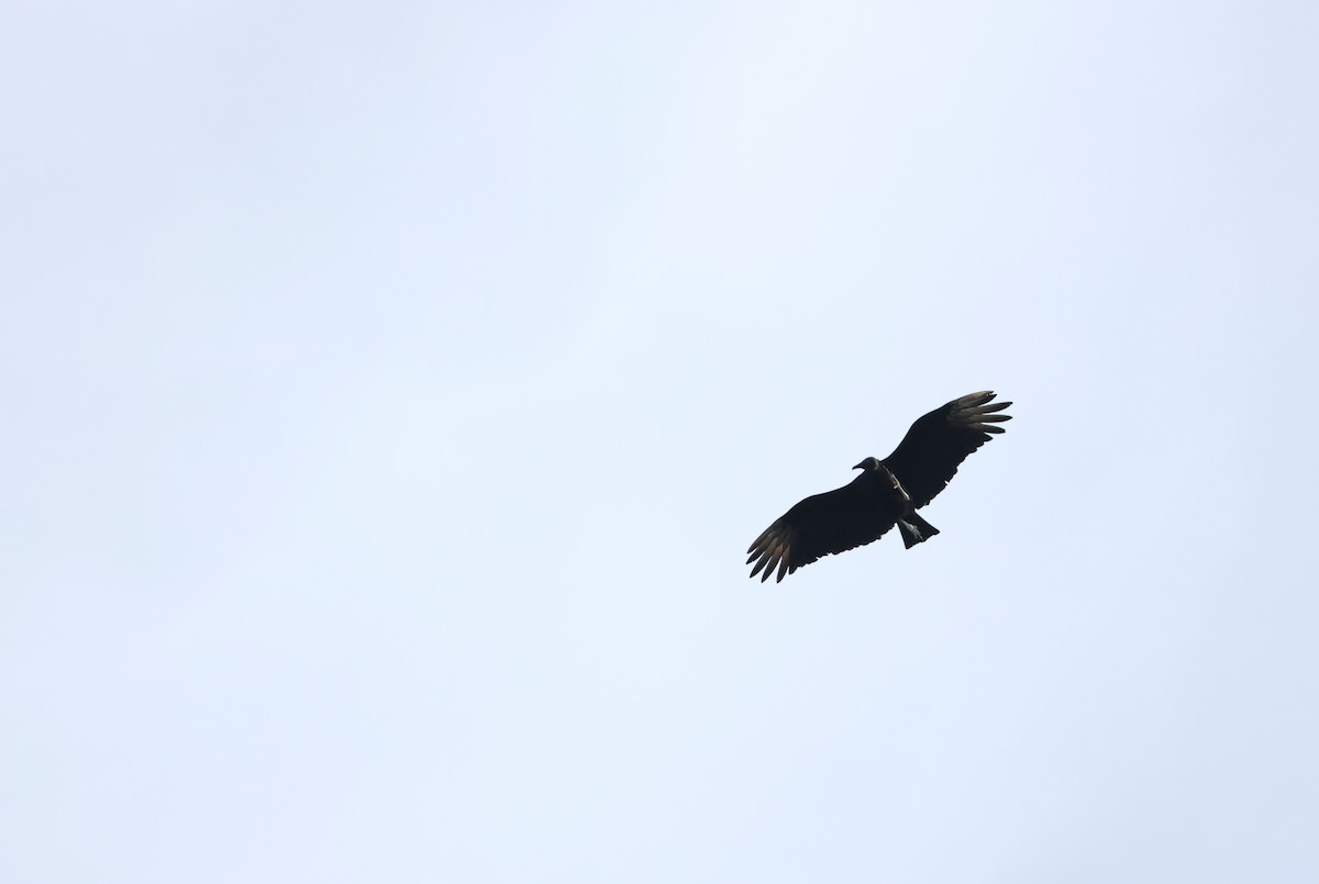 svartkondor - ML646800824