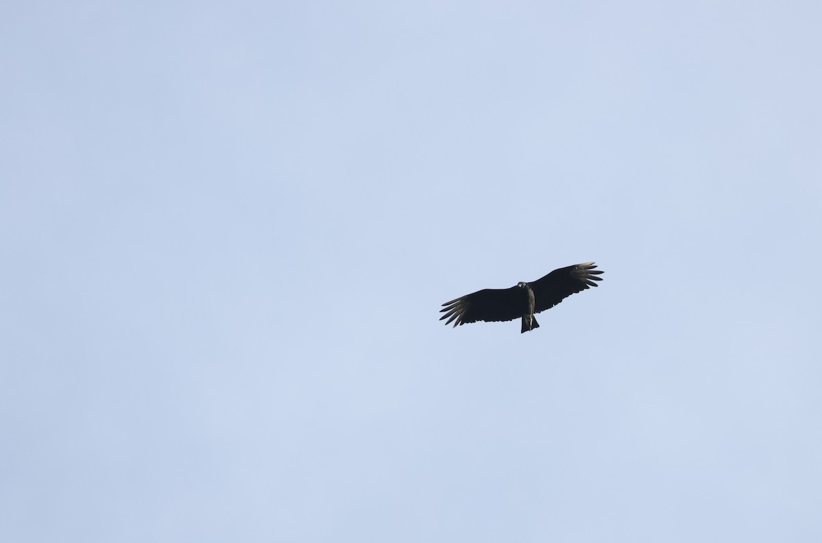 svartkondor - ML646800825