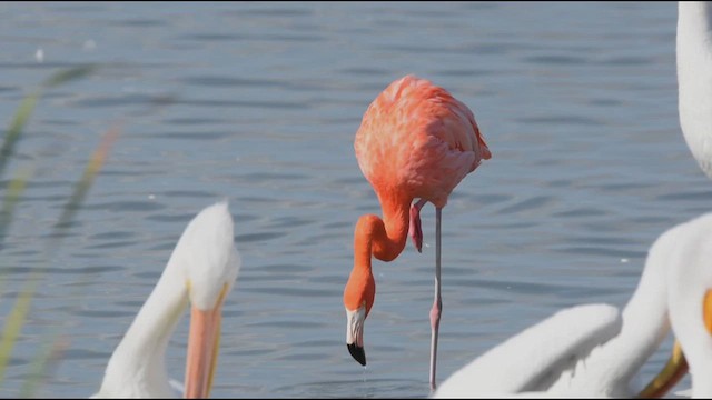 Flamenco Rojo - ML646800826